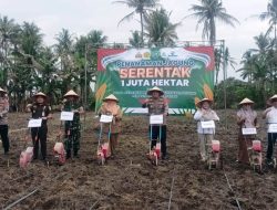 Dukung Swasembada Panagan 2025 Pemkab Lamsel Dan Forkopimda Lakukan Penanaman Jagung Serentak